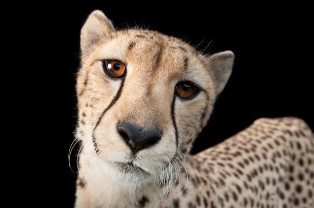 Cheetah